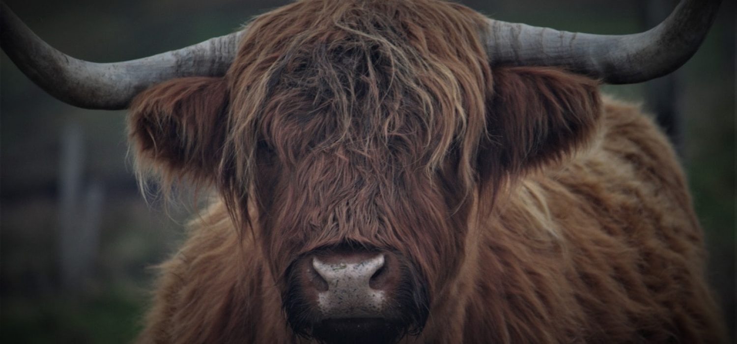 highland-cattle-5018576_1280